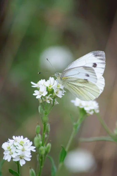 Papillon Chou Sur Fleur Blanche — Photo
