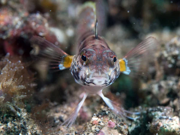 Szenischer Blick Auf Die Unterwasserwelt — Stockfoto