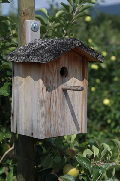 Zicht Prachtige Vogel Natuur — Stockfoto