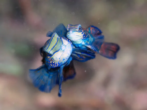 Makro Snímek Ryby Akváriu — Stock fotografie