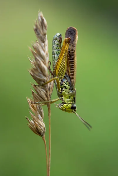 Vista Macro Primer Plano Del Insecto Saltamontes —  Fotos de Stock