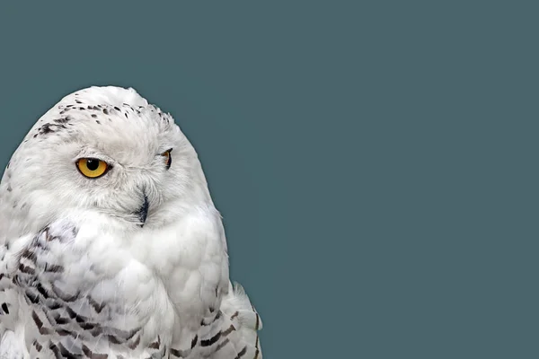 Snowy Owls White Bird Feathers — Stock Photo, Image