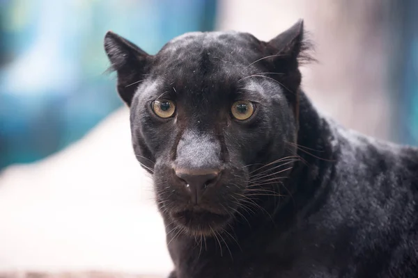 Black Panther Hoofd Close — Stockfoto