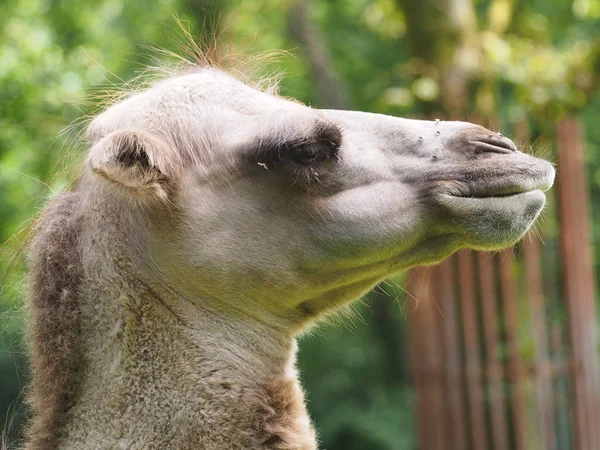 Camello Árabe Animal Mamífero — Foto de Stock