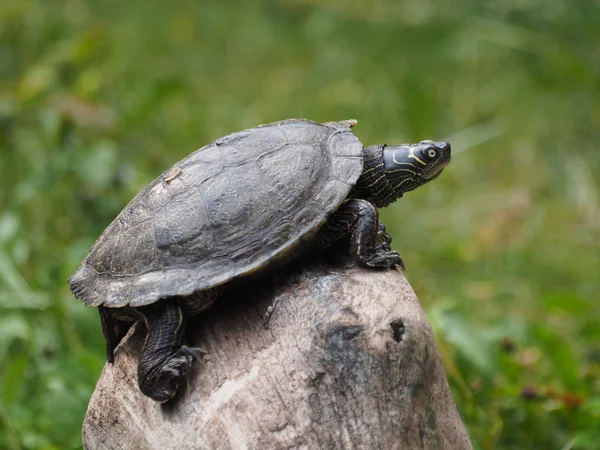 Reptil Djur Sköldpadda Vilda Djur — Stockfoto