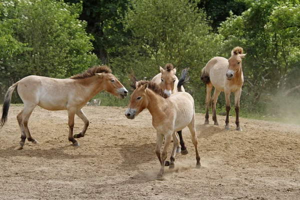 Przewalski Fohlen Aktion — Stockfoto