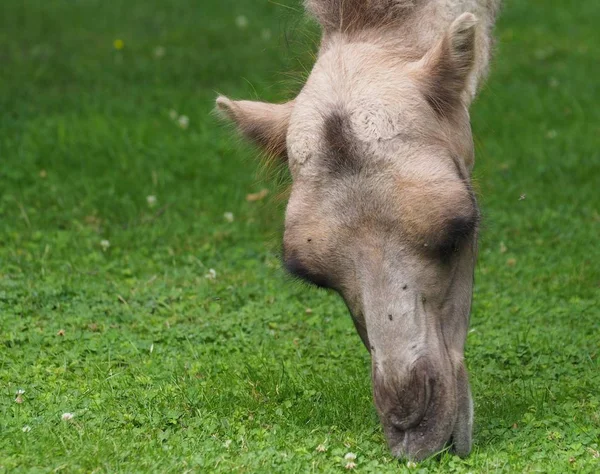 Арабское Верблюжье Животное Млекопитающее — стоковое фото