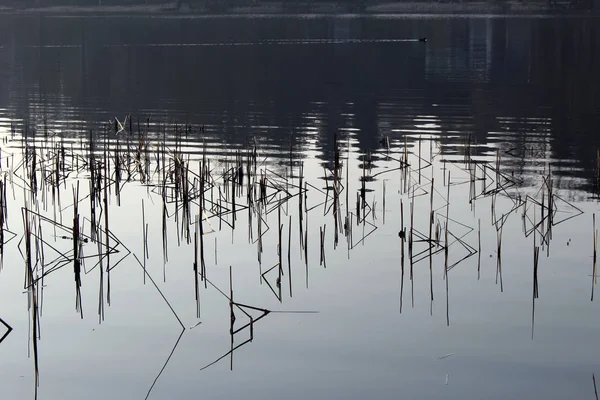 Roseaux Dans Lac Crachat Eau — Photo