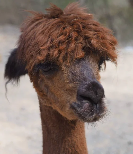 Lustiges Alpaka Tier Wildtiere Säugetier — Stockfoto