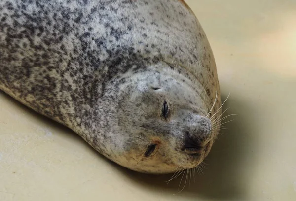 Animal Marino Mamífero Focas — Foto de Stock