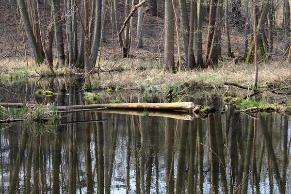 Flora Des Wilden Waldes Bei Tag — Stockfoto