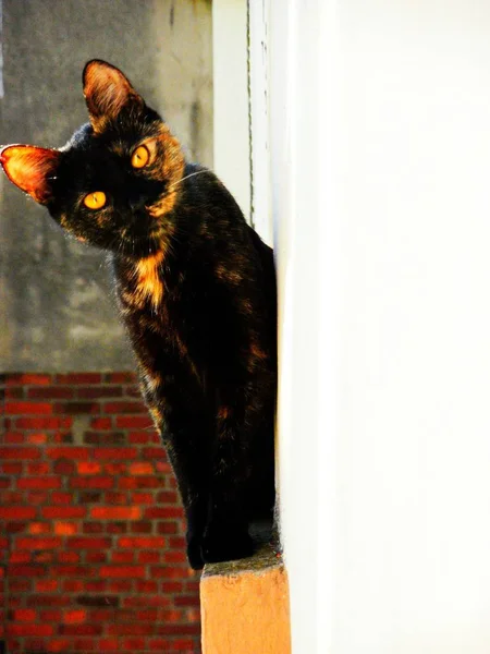 Retrato Gato Hermoso Divertido Con Grandes Ojos — Foto de Stock