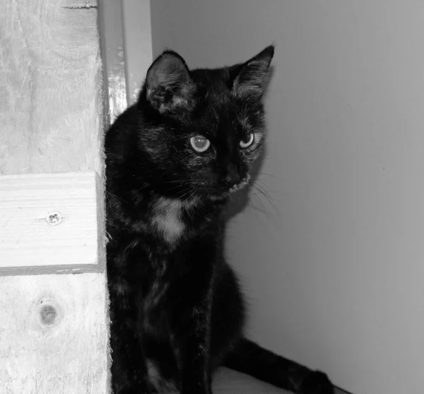 Портрет Красивой Смешной Кошки Большими Глазами — стоковое фото