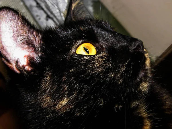 Retrato Gato Hermoso Divertido Con Grandes Ojos — Foto de Stock