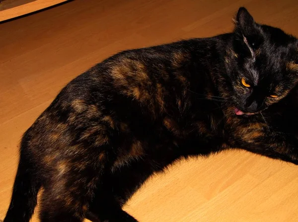 Portret Van Mooie Grappige Kat Met Grote Ogen — Stockfoto