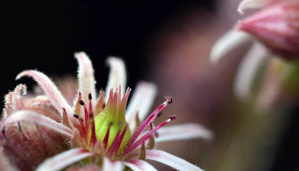 Racine Maison Sempervivum Tektorum — Photo