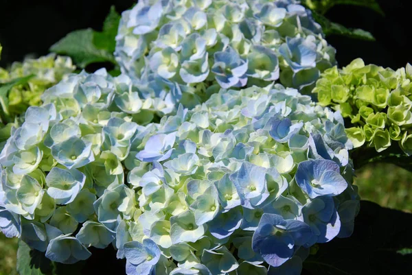 Bahçedeki Bir Demet Mavi Hortensiya Çiçeği — Stok fotoğraf