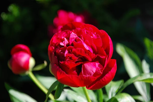 Крупним Планом Червона Квітка Півонії Саду Натуральним Зеленим Фоном — стокове фото
