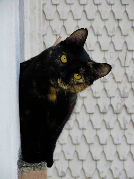Retrato Gato Hermoso Divertido Con Grandes Ojos —  Fotos de Stock