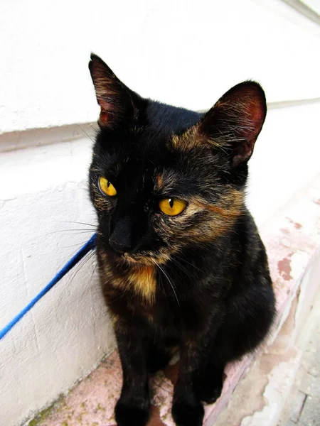 Retrato Gato Hermoso Divertido Con Grandes Ojos — Foto de Stock