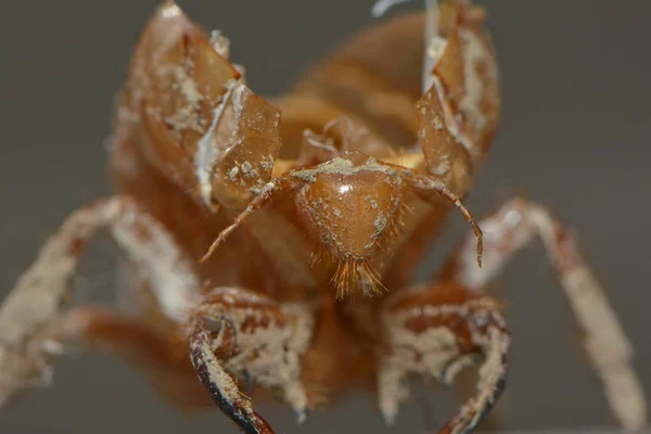 Casco Larval Una Cigarra — Foto de Stock