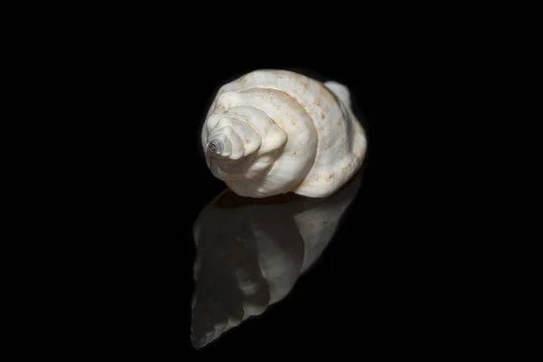 Casca Nautilus Com Reflexão — Fotografia de Stock