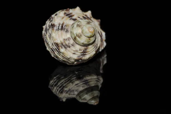 Nautilus Shell Reflection — Stock Photo, Image