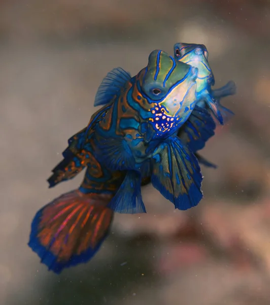 Marine Theme Wallpaper Underwater Shot — Stock Photo, Image