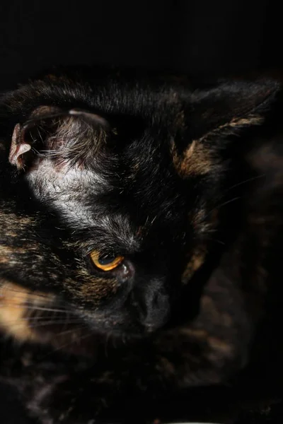 Portrait Beautiful Funny Cat Big Eyes — Stock Photo, Image