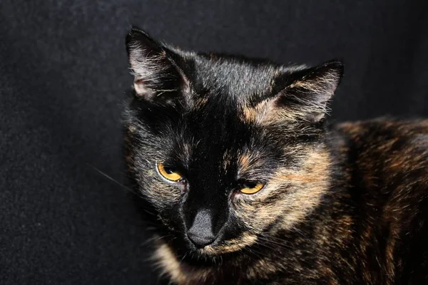 Potret Indah Dan Lucu Kucing Dengan Mata Besar — Stok Foto