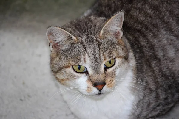 Porträtt Vacker Och Rolig Katt Med Stora Ögon — Stockfoto