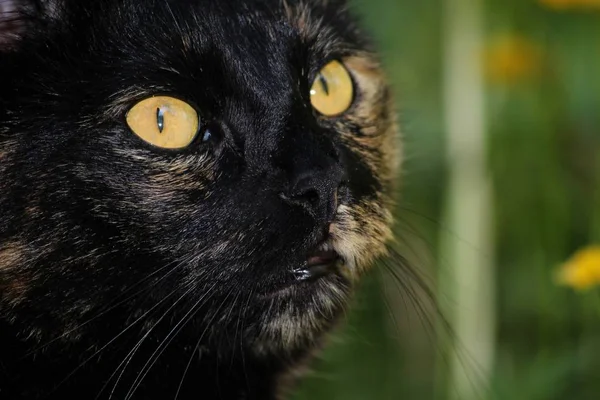 美丽而有趣的大眼睛猫的肖像 — 图库照片