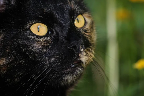 Porträt Einer Schönen Und Lustigen Katze Mit Großen Augen — Stockfoto