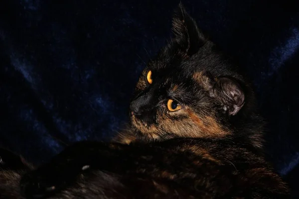 Porträtt Vacker Och Rolig Katt Med Stora Ögon — Stockfoto