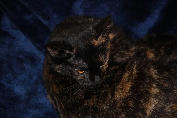 Porträt Einer Schönen Und Lustigen Katze Mit Großen Augen — Stockfoto