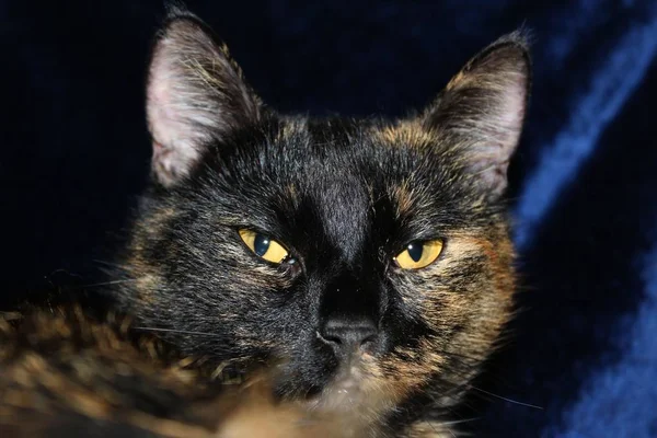 Porträt Einer Schönen Und Lustigen Katze Mit Großen Augen — Stockfoto