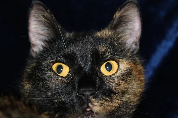Porträtt Vacker Och Rolig Katt Med Stora Ögon — Stockfoto