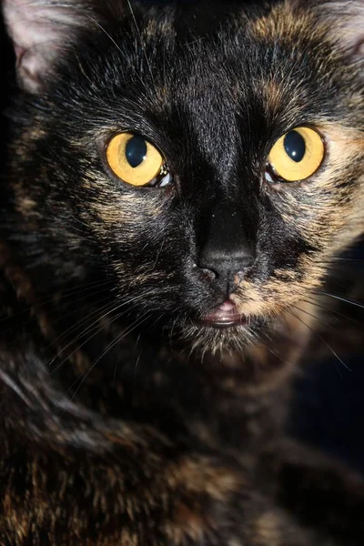 Retrato Belo Engraçado Gato Com Grandes Olhos — Fotografia de Stock