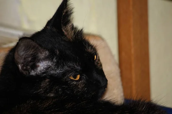 Büyük Gözlü Güzel Komik Bir Kedinin Portresi — Stok fotoğraf