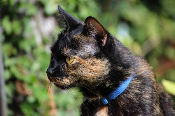 美丽而有趣的大眼睛猫的肖像 — 图库照片