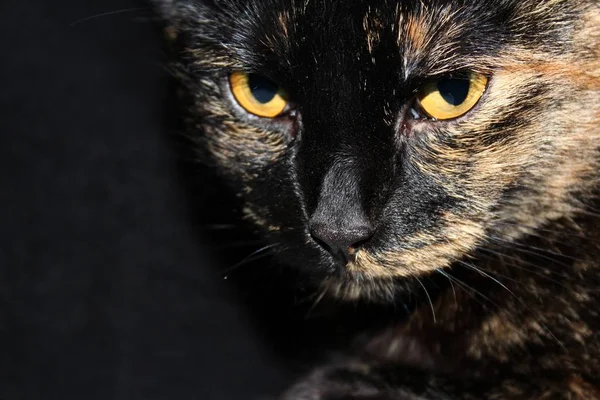 大きな目で美しく面白い猫の肖像画 — ストック写真