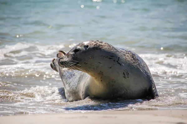 Šedý Tuleň Pláži Helgoland — Stock fotografie