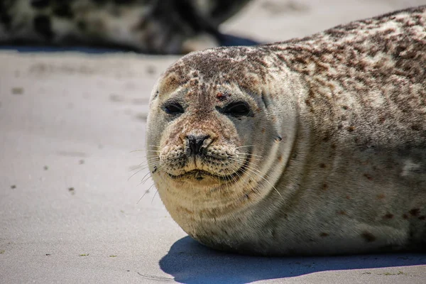 Серый Тюлень Пляже Гельголанда — стоковое фото