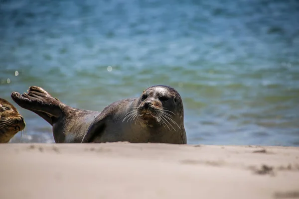 Šedý Tuleň Pláži Helgoland — Stock fotografie