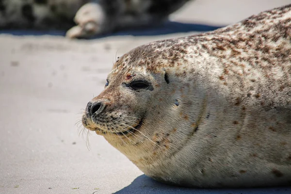 Grey Seal Beach Helgoland — ストック写真