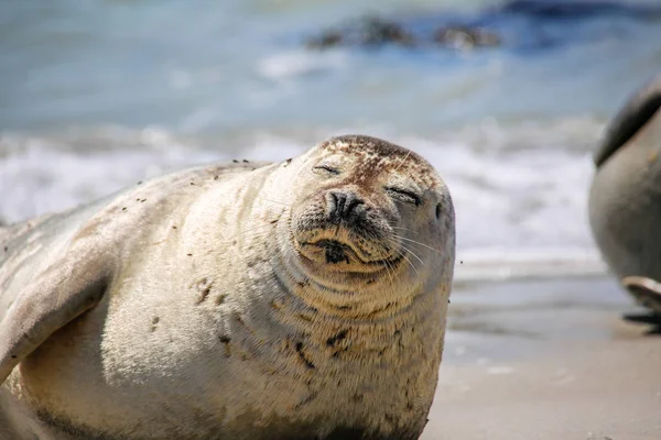 Šedý Tuleň Pláži Helgoland — Stock fotografie