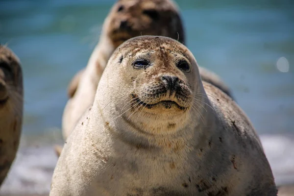 Šedý Tuleň Pláži Helgoland — Stock fotografie