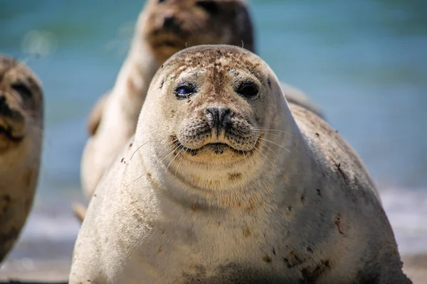 Grey Seal Beach Helgoland — 图库照片