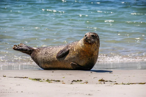 Szürke Pecsét Helgoland Partján — Stock Fotó