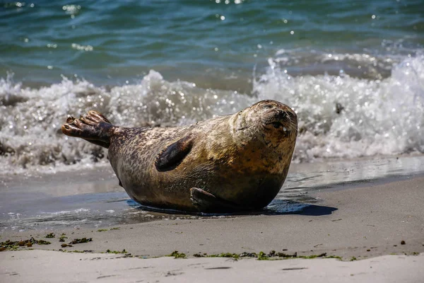 Grijze Zeehond Het Strand Van Helgoland — Stockfoto